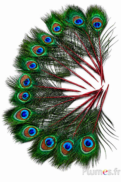 Pfau blau Miniatur - 15-25 cm - karmin